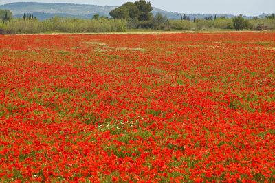 Full frame shot of red flowers in field