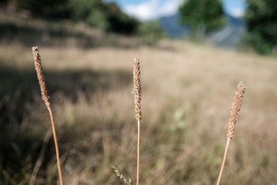 Close-up of plants on field