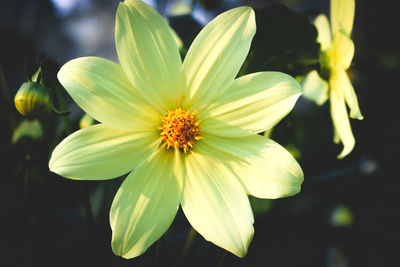 Close-up of yellow flowering plant