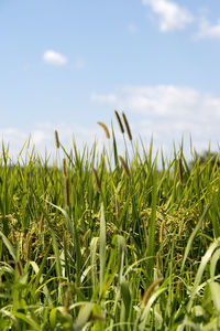 Close-up of corn field against sky