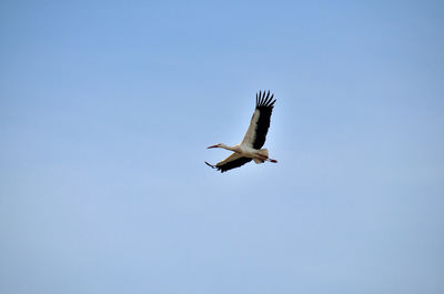 Low angle view of white stork flying against clear sky