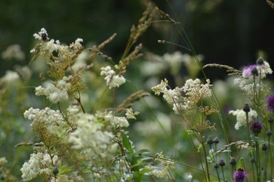 Close-up of flowers on tree