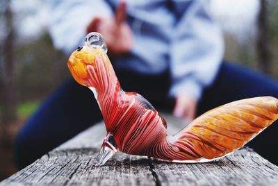 Close-up of person holding fish