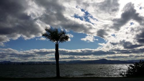 Silhouette palm trees by plants against sky