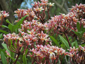 Close-up of flowers blooming in park