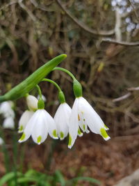 Close-up of white flowering plant