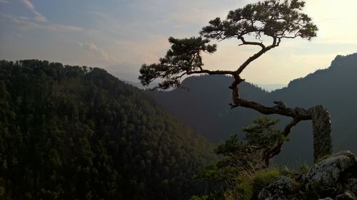 Trees on landscape against sky