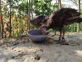 View of a bird on a land