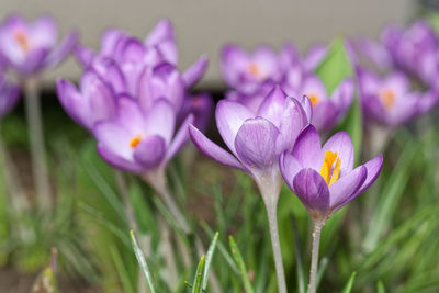 Close-up of purple crocus flowers on field