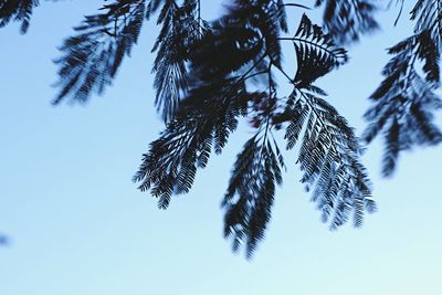 Low angle view of tree