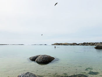 Seagulls on rock in sea against sky