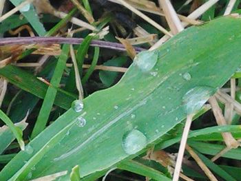 Close-up of raindrops on leaves