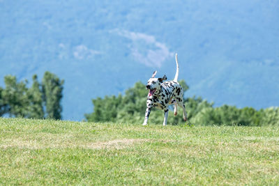 View of dog running on grass