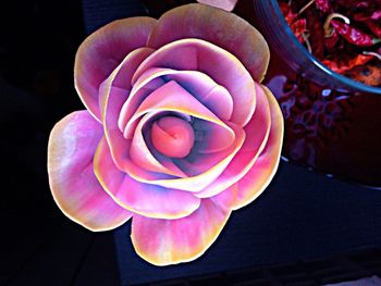 Close-up of pink flowers