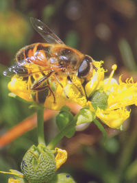 Close-up of insect on yellow flower