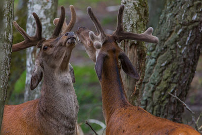 Close-up of deer on tree trunk