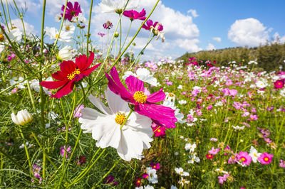 Close-up of pink cosmos flowers blooming on field