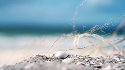 Close-up of shell on beach