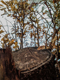 Close-up of tree trunk in forest