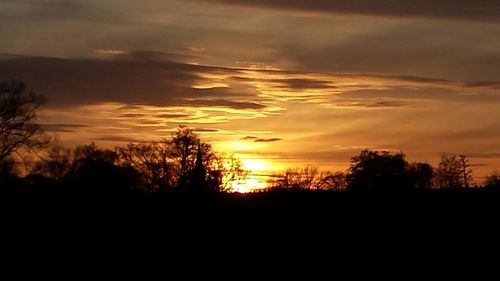Silhouette of trees at sunset