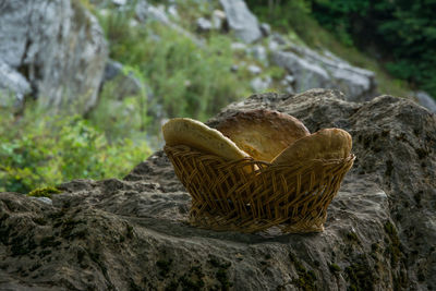 Close-up of mushrooms on rock