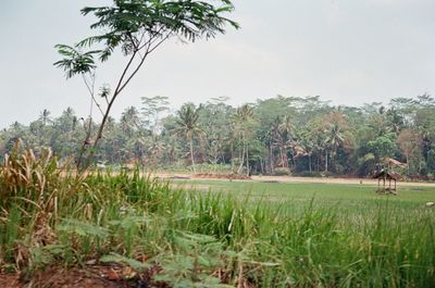 Scenic view of palm trees on field against sky