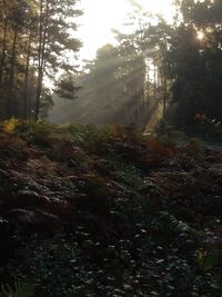 Trees in forest