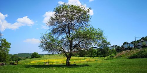 Trees on field against sky