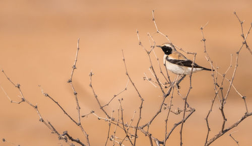 Close-up of bird perching on twig