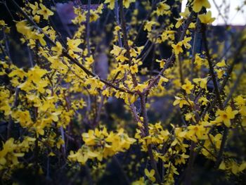 Close-up of yellow flowering plants on field