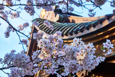 Low angle view of cherry blossom