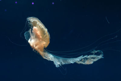 Close-up of jellyfish swimming in sea