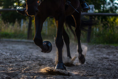 Low section of person horseback riding