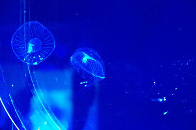 Jellyfish swimming in sea