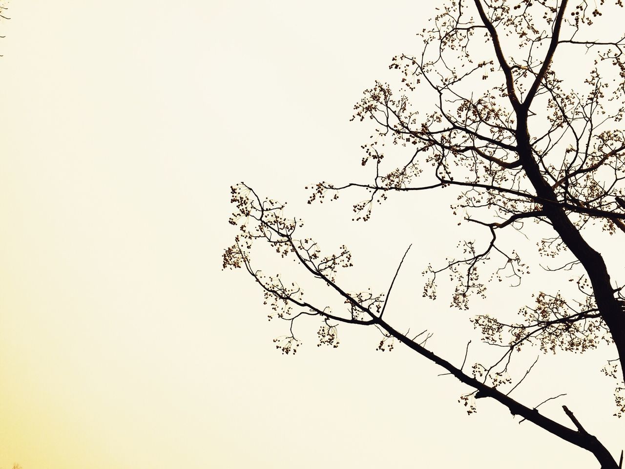 clear sky, branch, copy space, low angle view, nature, tree, growth, beauty in nature, tranquility, bare tree, twig, silhouette, no people, outdoors, leaf, sky, day, scenics, stem, high section