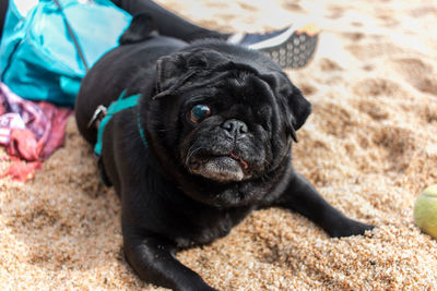 Close-up portrait of a dog