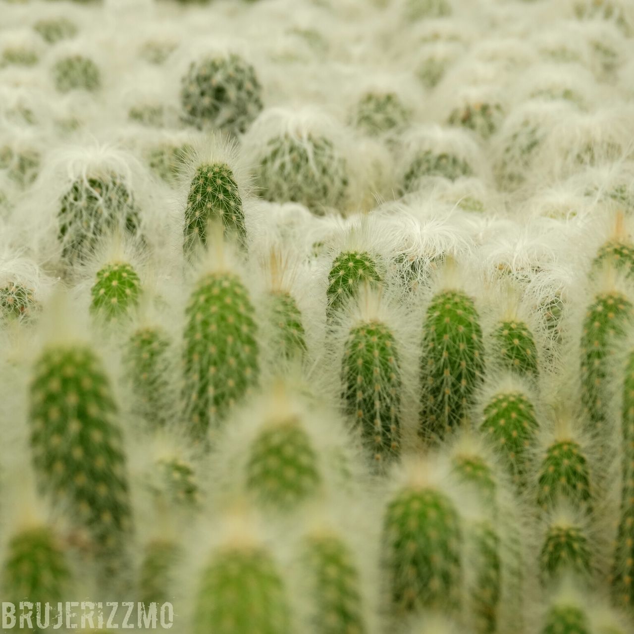 growth, plant, close-up, freshness, nature, full frame, green color, beauty in nature, backgrounds, fragility, selective focus, focus on foreground, flower, day, no people, growing, field, outdoors, cactus, abundance