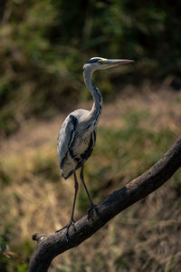 Grey heron on