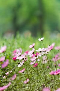 Close-up of pink flowering plants on field