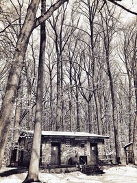 Bare trees on snow covered landscape