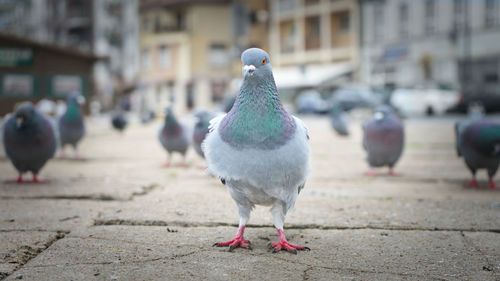 Close-up of pigeon on footpath