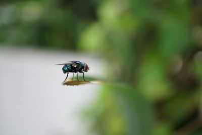 Close-up of insect on plant