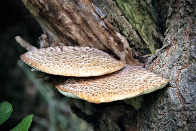 Close-up of mushroom on tree trunk