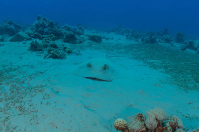 View of fish swimming in sea