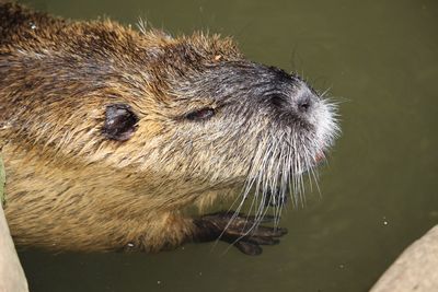 High angle view of an animal