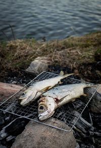 High angle view of fish on shore