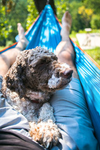 Dog sitting with man in hammock