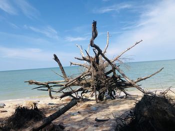 Driftwood on beach against sky