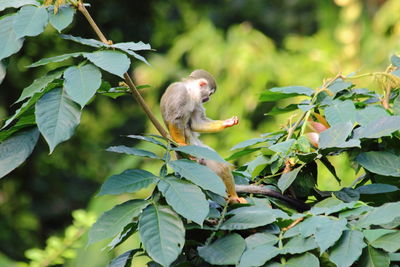 Monkey on tree