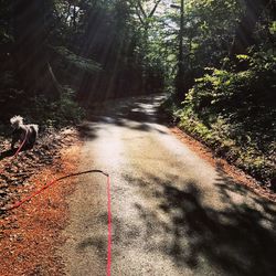 Blurred motion of trail on road amidst trees in forest